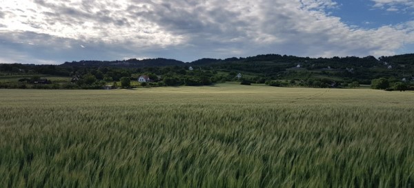 Búzatenger a hegy lábánál